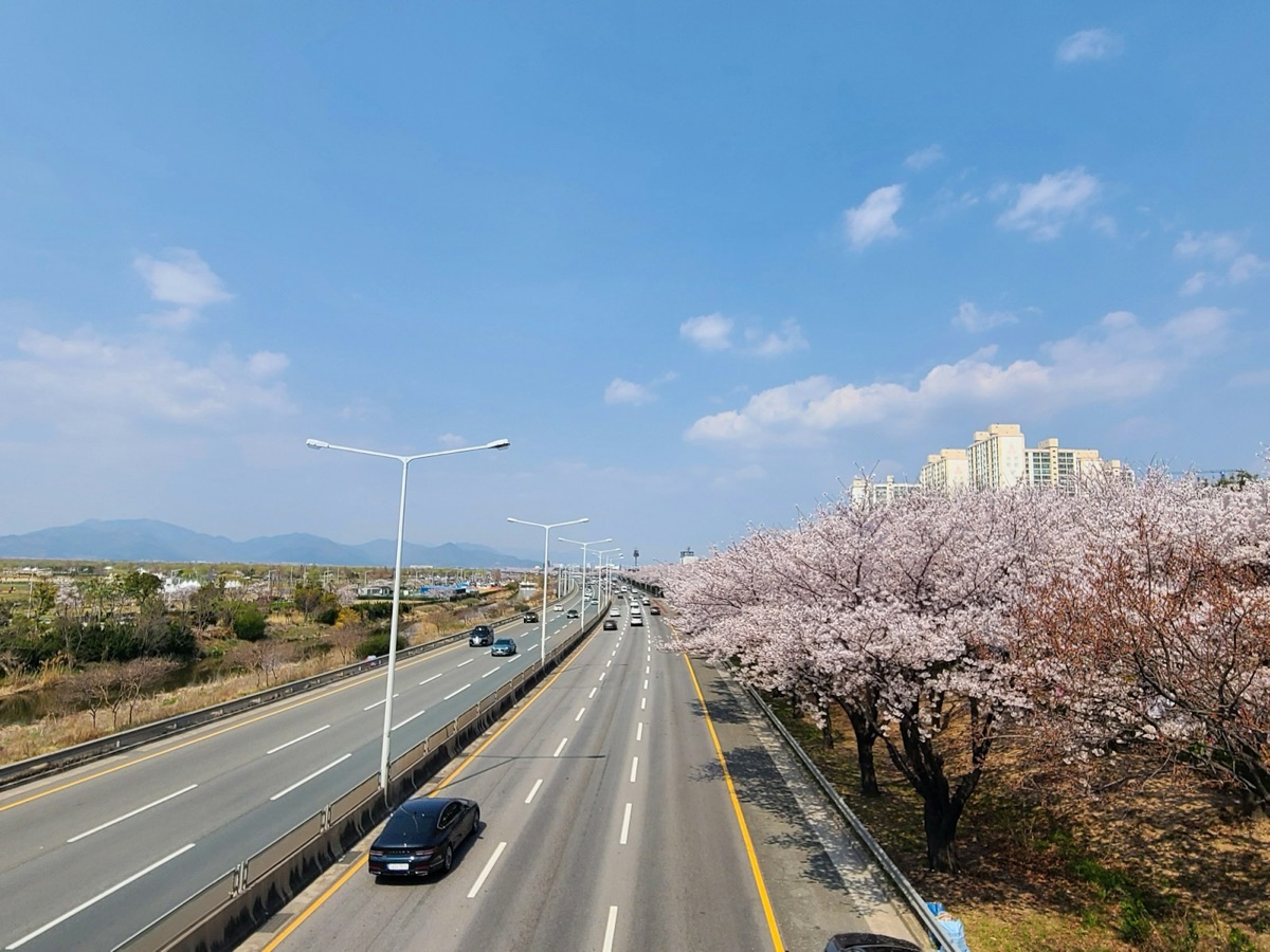 벚꽃이 핀 도시고속도로 자료사진